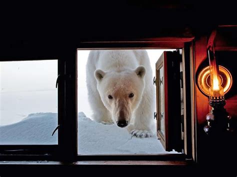 Photographer On Polar Bear Polar National Geographic