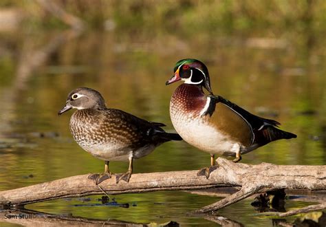 This opens in a new window. Bird Files: Baby Wood Ducks Drop Like Fuzzy Missiles | The ...