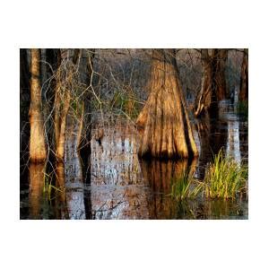 Louisiana Swamp Photograph By Eva Kato Fine Art America