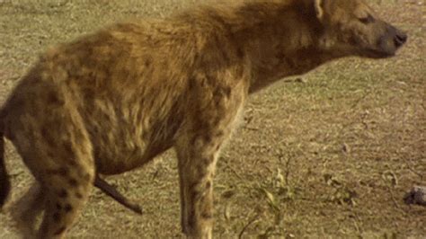 Hyena Anatomy