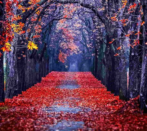 21 Autumn Backgrounds Fall Wallpapers Pictures Images Freecreatives