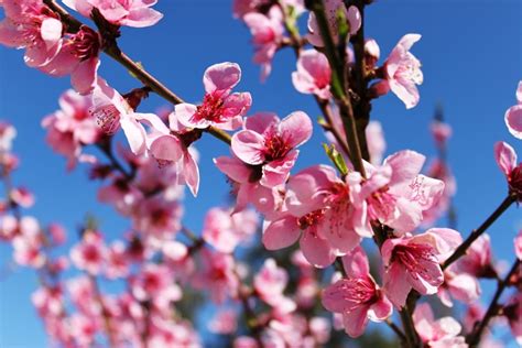 Peach Blossom Peach Blossoms Spring Blossom Beautiful Gardens