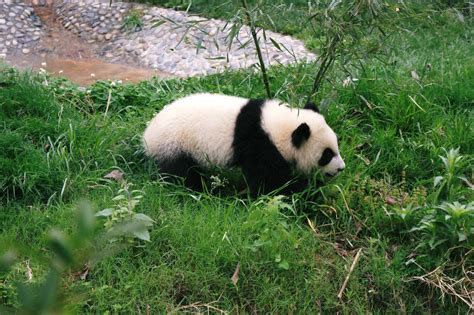 Sichuan Giant Panda Sanctuaries A Playful Giant Panda Cub Flickr