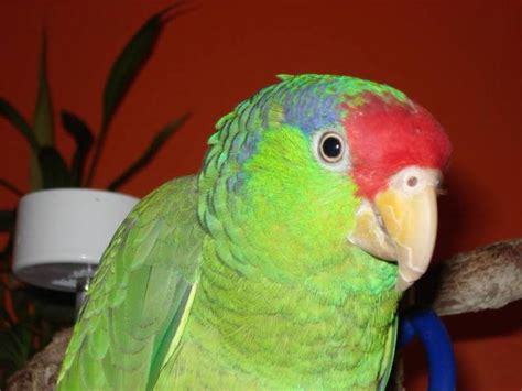 Mexican Red Headed Amazon Parrot And Cage For Sale In Boca Raton Florida