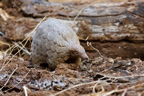 Today Is World Pangolin Day Save The Most Threatened Mammal On Earth