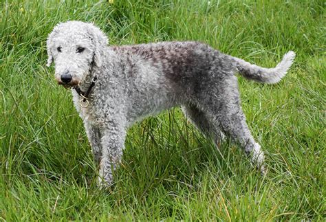 This is often used as a guard dog, a sheepdog, and a hunting dog in many tasks. 16 Curly Haired Dog Breeds | PlayBarkRun