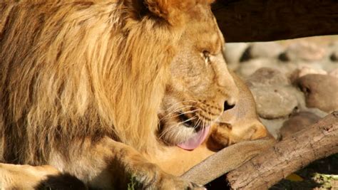 Sunlit Lion Calm Lying On Boulder Background Gnawing And