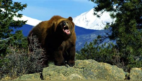 Free download new latest white bear hd desktop wallpapers background, most download wide computer images in 1080p resolutions, best popular photos and pictures. Grizzly Bear Wallpapers - Wallpaper Cave