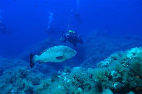 It is situated between 38° 51' and 41° 18' latitude north (respectively isola del toro and isola la presa) and 8° 8' and 9° 50' east longitude (respectively capo dell'argentiera and capo comino). Blue Diving Ustica - 2021 What to Know Before You Go (with ...