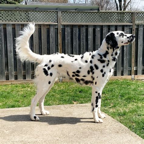 Long Haired Dalmatian Facts Puppy Price And Guide Puplore 2023