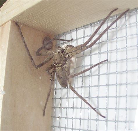 The third largest spider is the camel spider. My Hawaii Nature Journal - Hawaii Nature Journal