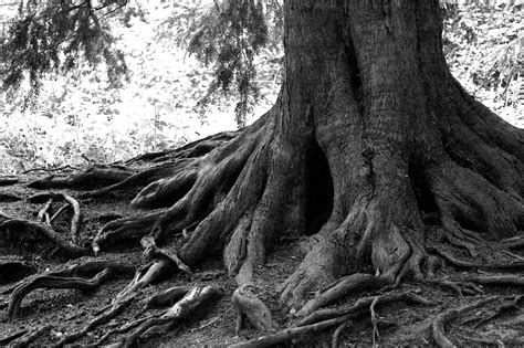 Tree Roots Wallpapers Top Free Tree Roots Backgrounds WallpaperAccess