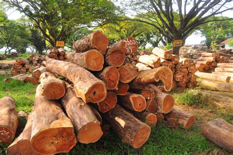 Australia Perkuat Uu Anti Illegal Logging Perangi Kayu Ilegal