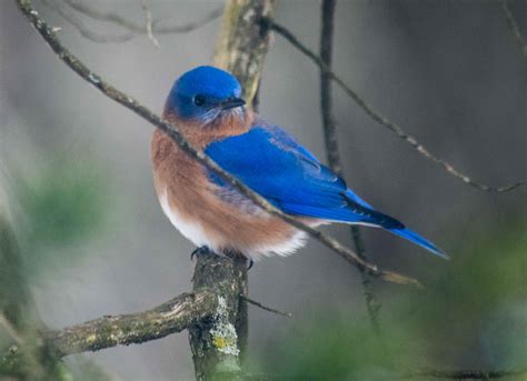 Eastern Bluebird - BirdWatching