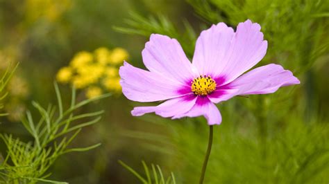 Find & download free graphic resources for flower background. cosmos flower - HD Desktop Wallpapers | 4k HD
