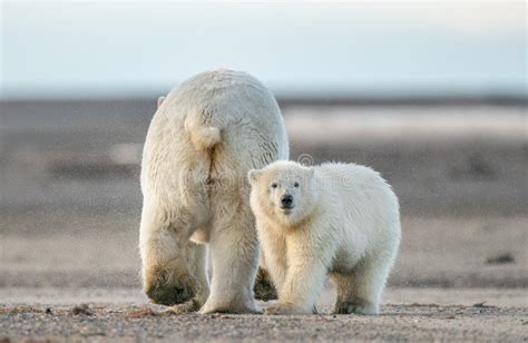A Polar Bear Cub Following Its Mother S Back In Natural Habitat Stock