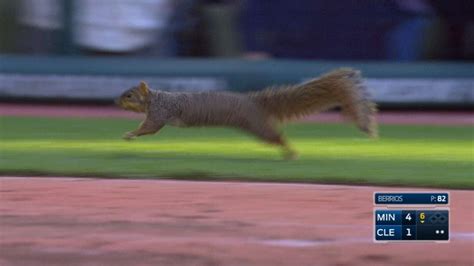 Squirrel Gets Loose And Runs Around The Park Youtube