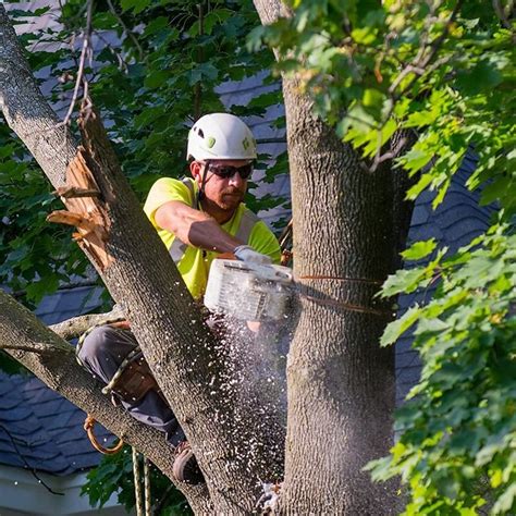 Tree Trimming Service Tree Trimming Removal Services