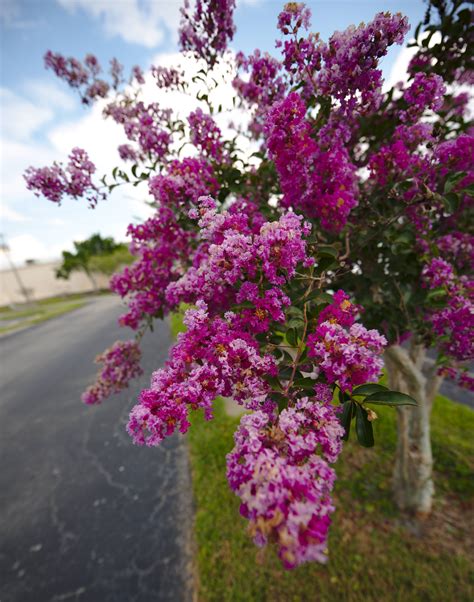 Pink Flowering Trees In Central Florida Tabebuia Trees At Walt Disney