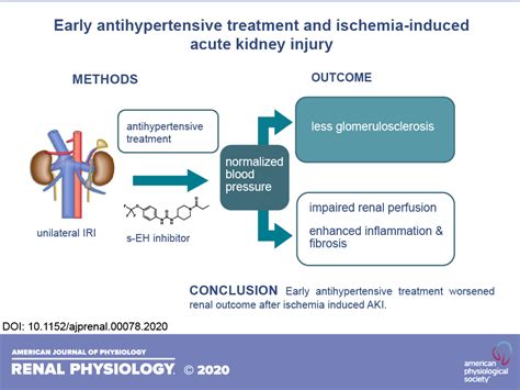 Early Antihypertensive Treatment And Ischemia Induced Acute Kidney