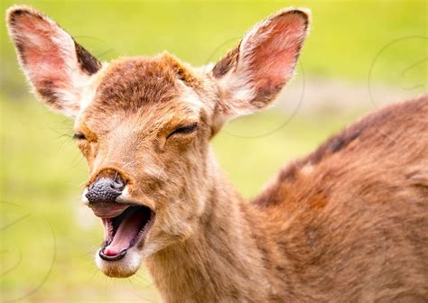 A Close Up Of A Laughing Deer In Nara Park In Japan By Jure Merhar