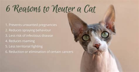 6 Reasons To Neuter A Cat Cat World