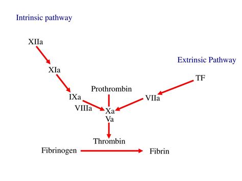 Ppt Physiology Of Coagulation Powerpoint Presentation Free Download