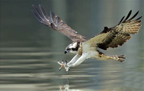 Osprey Fact And Information Guide American Oceans