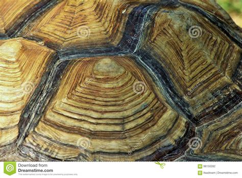 [this pattern is slightly different in that the holes become groups of three, the hole at the center of each group is the pivotal hole (the holes. Giant African Tortoise Shell Pattern Stock Photo - Image ...