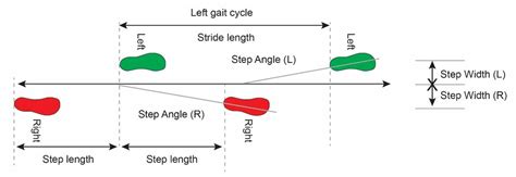 The Gait Cycle Phases Parameters To Evaluate And Technology Gait
