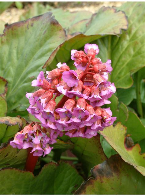 Bergenia Cordifolia Purpurea The Beth Chatto Gardens