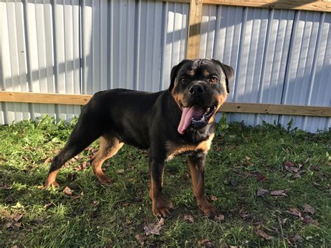 These are the kinds of dogs who are devoted to their owners, and become the centre of a loving home, where they will like to lay. Rottweiler Puppies For Sale | Frankfort, NY #246901