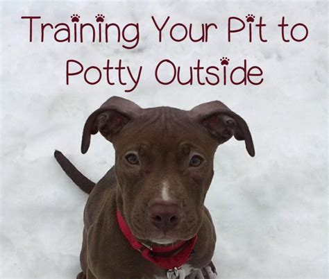 Pitbull Puppy Training Tips: Going Potty Outside - DogVills