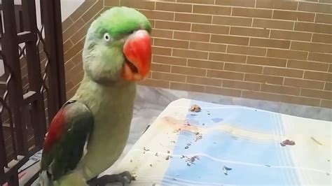 Talking And Singing Parrots 🐦adorable Bird Talking Funny Pets Youtube