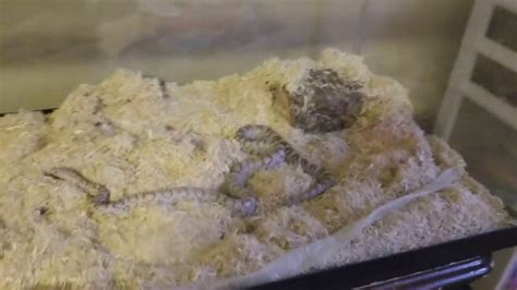 Great Low Maintenance Family Pet!!! - YouTube