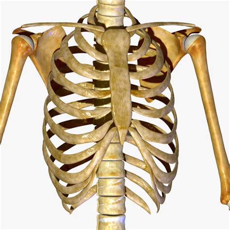Costillas Del Esqueleto — Foto De Stock © Sciencepics 47996913
