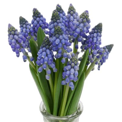 Grape Hyacinths | Grape hyacinth flowers, Muscari flowers, Scabiosa flowers