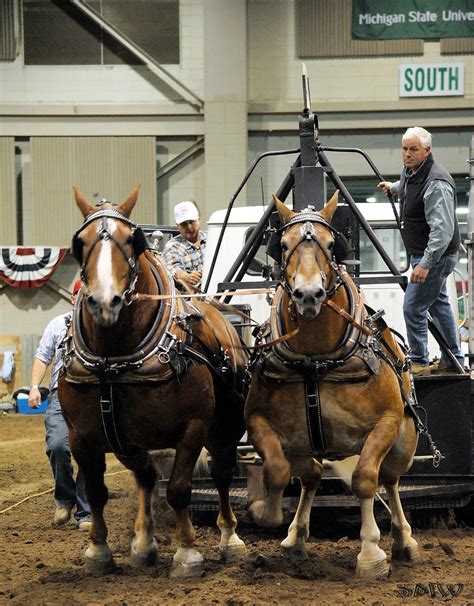 See full list on amazinghorsefacts.com Belgian Draft Horse Pull | Draft horse pull at The Great ...