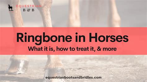Your Guide To Ringbone In Horses Signs Treatment And More Equestrian