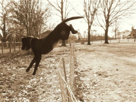 Do electric dog fences really work? Are Electric Fences Safe for Dogs?