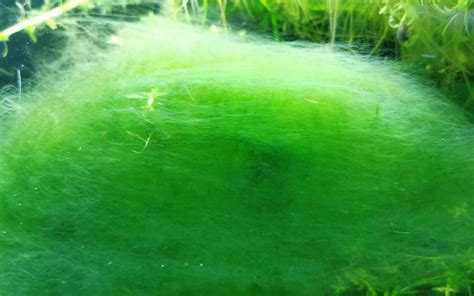 10 Aquarium Algae Types You Should Know About Aquariumnexus