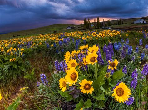 How To Create Wildflower Fine Art Photography