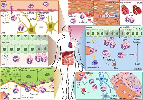 Frontiers Eosinophils In Autoimmune Diseases