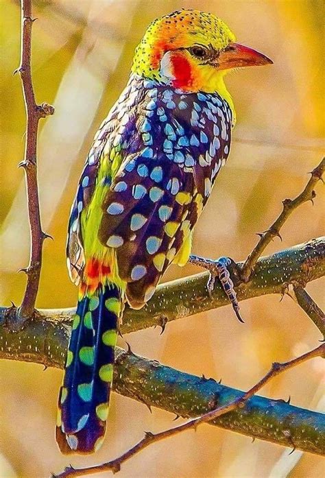 Pin By Joey On Birds Most Beautiful Birds Beautiful Birds Colorful
