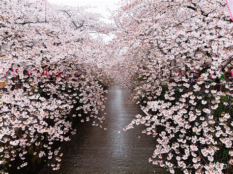 Cherry blossom festival scenery japanese garden tree photography cherry blossom flowers cherry blossom pictures blossom garden cherry blossom wallpaper ornamental cherry photo tree plum garden spring photos cherry blossom japan hanami blossom flower nature. Japanese Cherry Blossoms Brighten Up the Entire Country - As Shown In these Gorgeous Photos ...