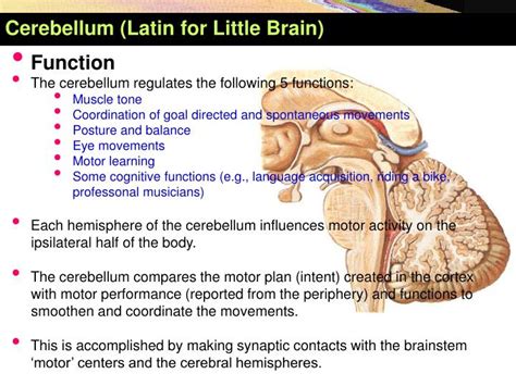 Enhances muscle tone and coordinates skilled, voluntary movements. PPT - Cerebellum (Latin for Little Brain ) PowerPoint ...