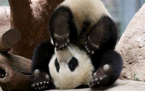 40 Baby Panda Photos