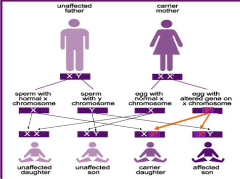 How are autosomal traits, including recessive genetic disorders that are carried in a population, related to mendel's observations of heredity? PPT - Sex Linked Genes PowerPoint Presentation - ID:2922913