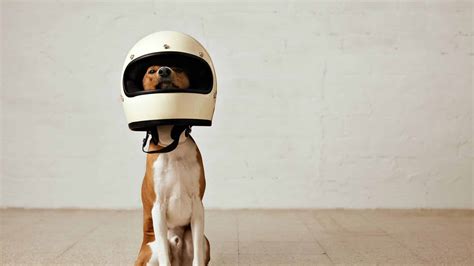 Best Dog Motorcycle Helmet Top 3 Best Picks
