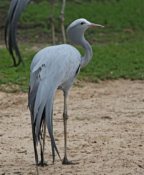 Pictures And Information On Blue Crane Pet Birds Beautiful Birds